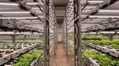 High-tech hydroponic lettuce production in greenhouse