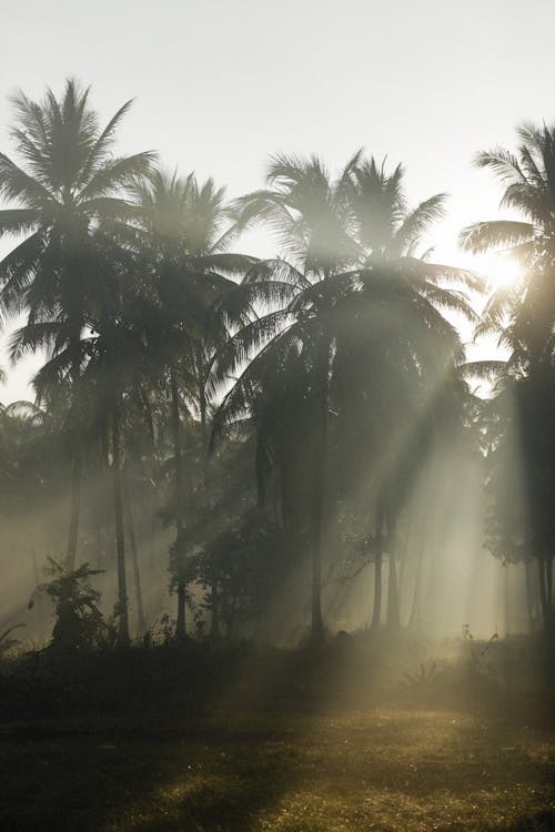 Gratis lagerfoto af høj, kokostræer, lange blade