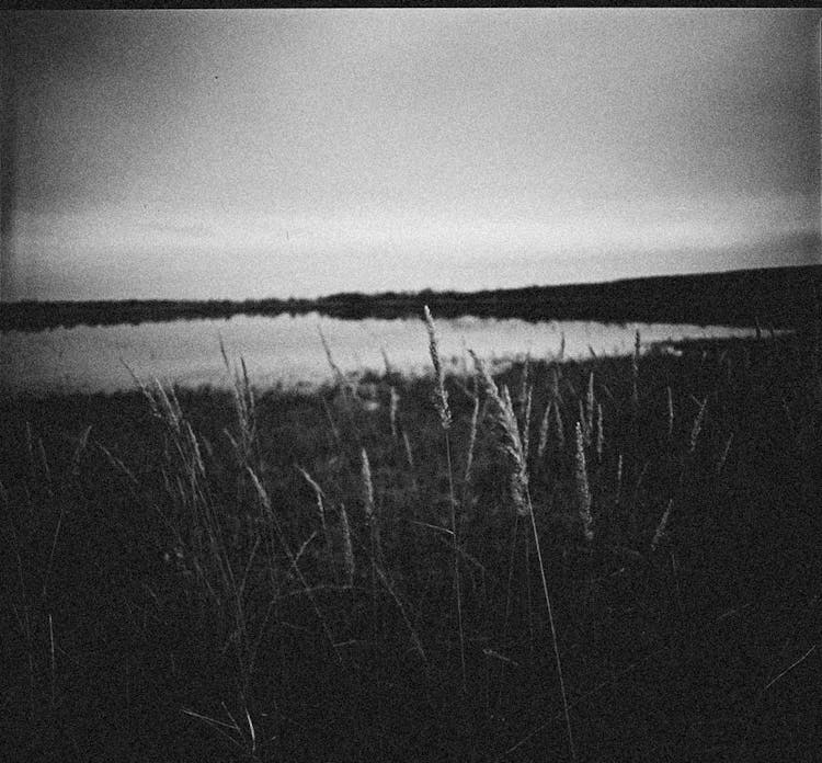 Grayscale Photo Of Tall Grass Near The Body Of Water