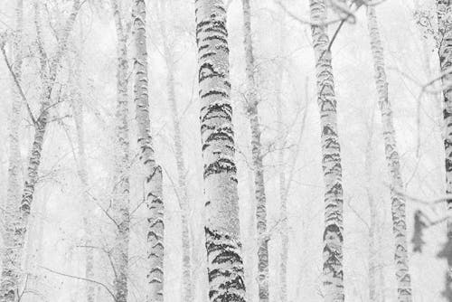 Gratuit Imagine de stoc gratuită din acoperit, alb, arbori Fotografie de stoc