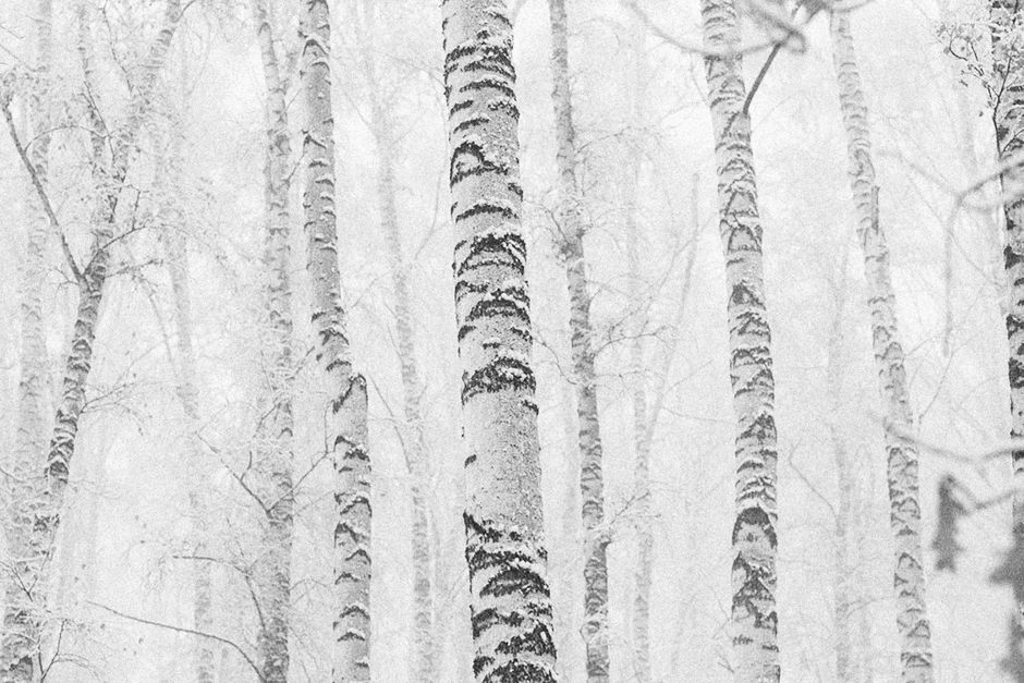 A tranquil snowy forest with tall birch trees covered in white winter frost.