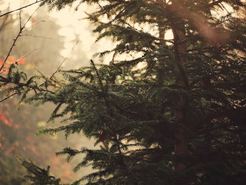 Coniferous Tree in a Forest 