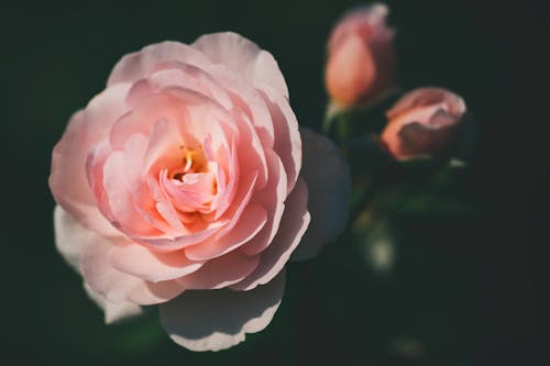 Pembe Gül Yakın çekim Fotoğrafçılığı