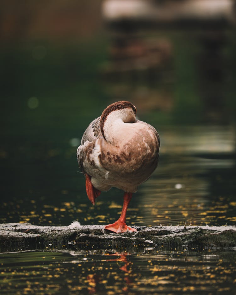 Close Up Of Duck