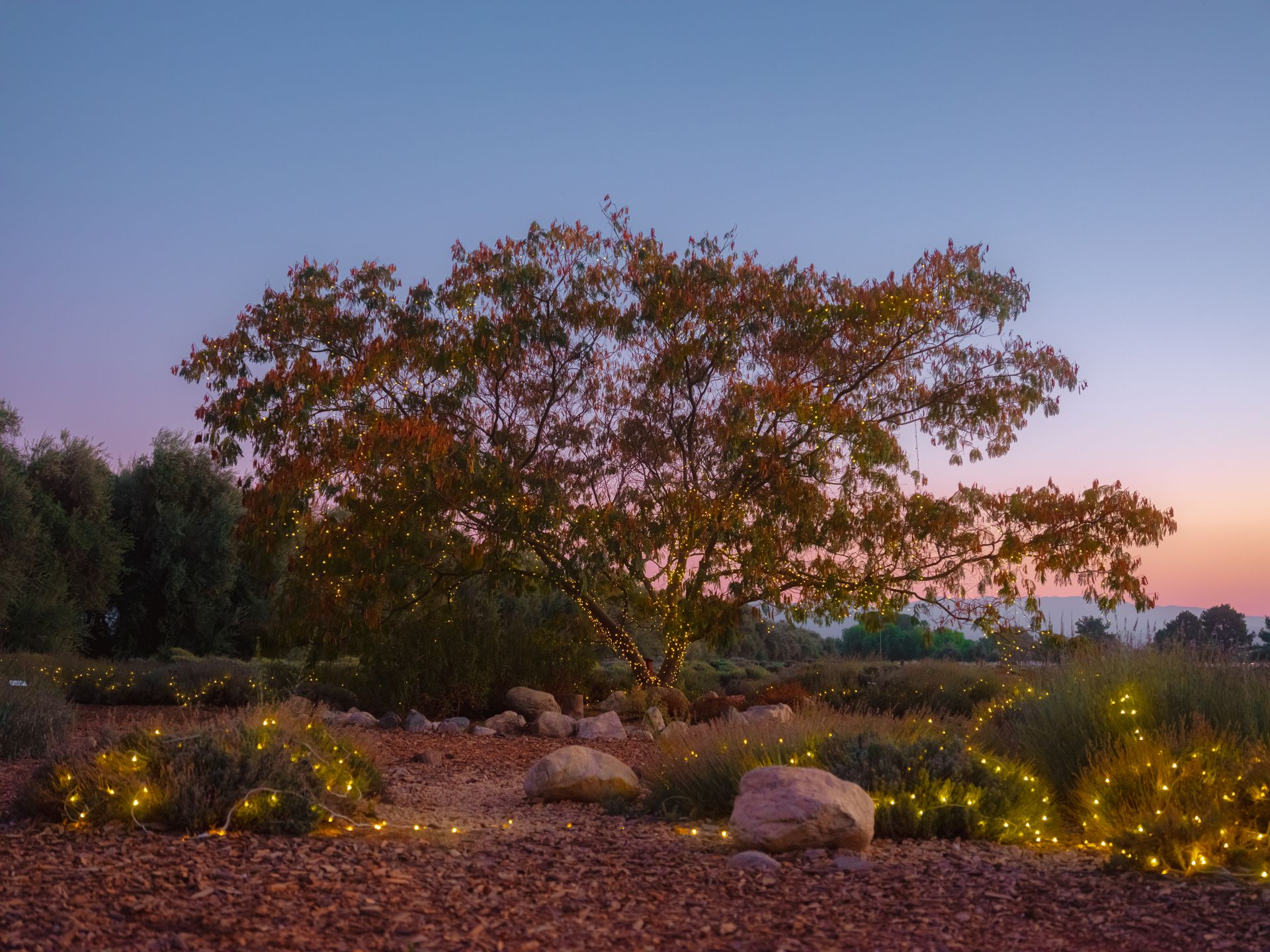 A tranquil scene with a tree wrapped in fairy lights at twilight, perfect for relaxation themes.