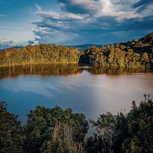 Foto profissional grátis de aerofotografia, árvores, atraente