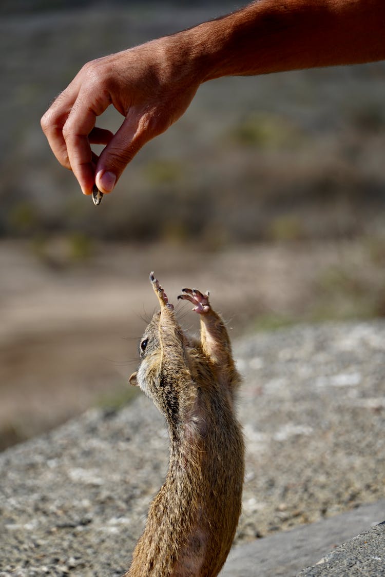 Hand Feeding Squirrel