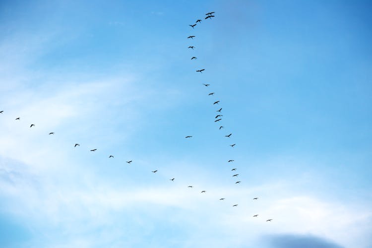 Flock Of Birds Flying Against A Blue Sky 