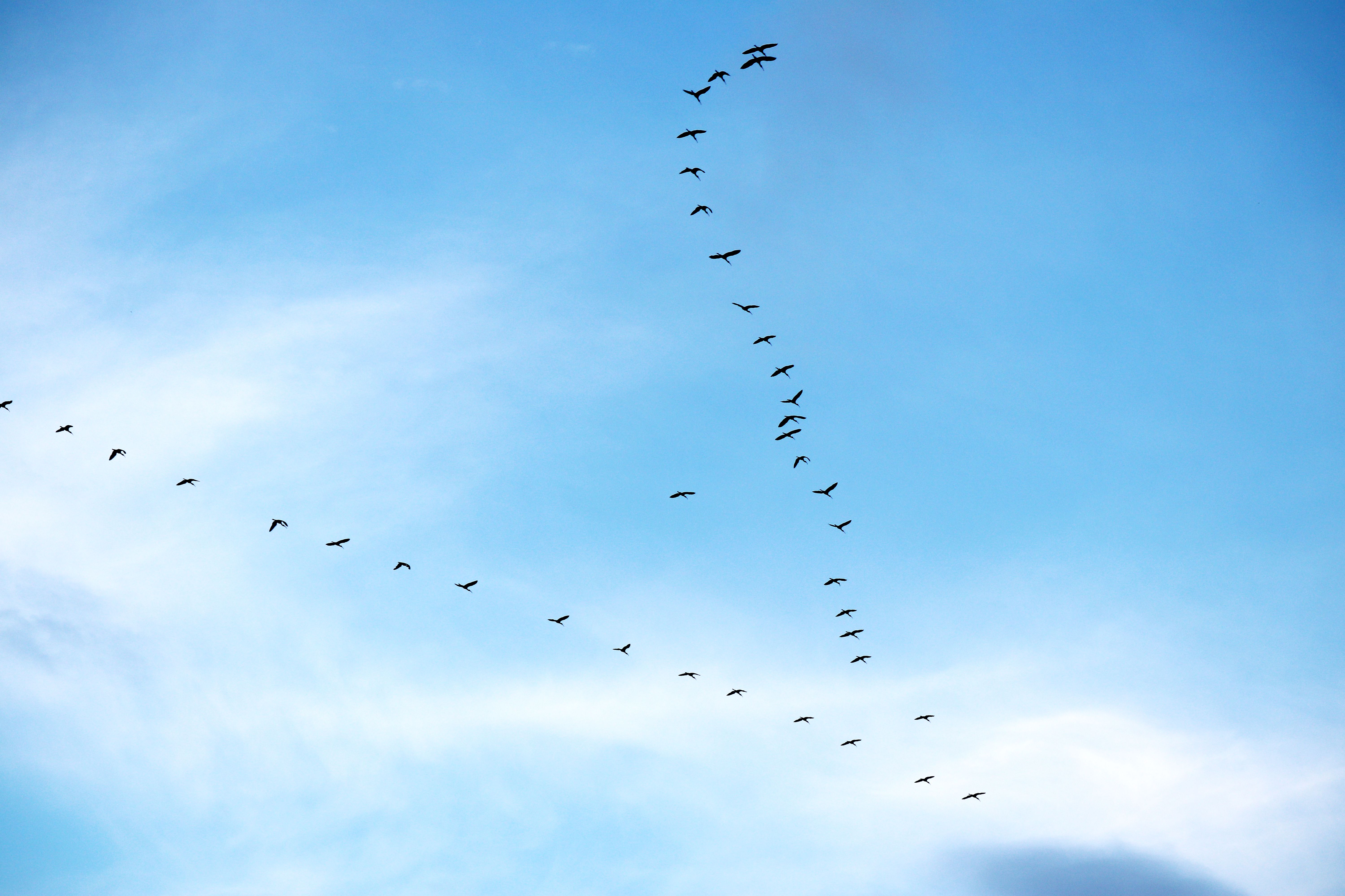 Birds Flying in Blue Sky · Free Stock Photo