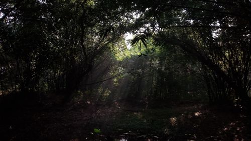 Free stock photo of nature Stock Photo