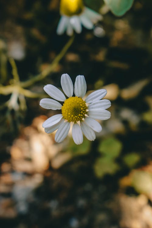 White Petaled Flowers