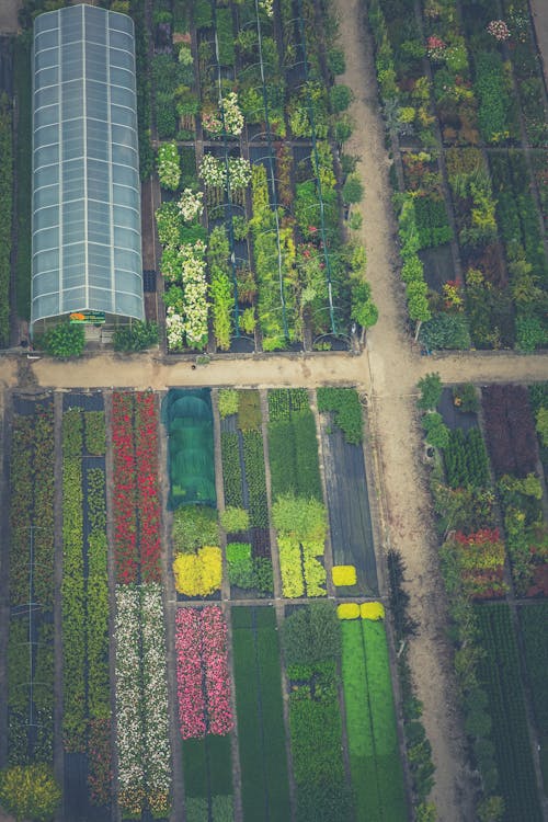 工厂, 市场花园, 植物 的 免费素材图片