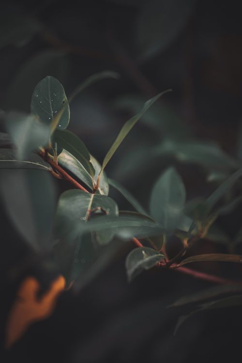 Free Artistic close-up of green leaves with water droplets. Dark, moody atmosphere. Stock Photo