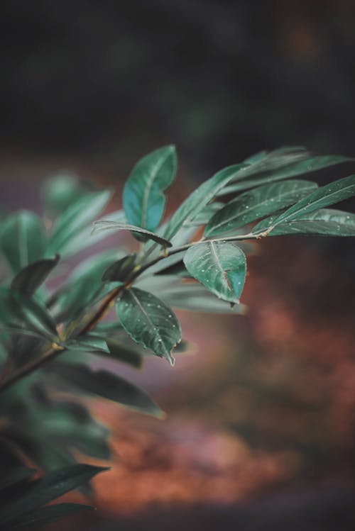 Close-Up Photo of a Plant