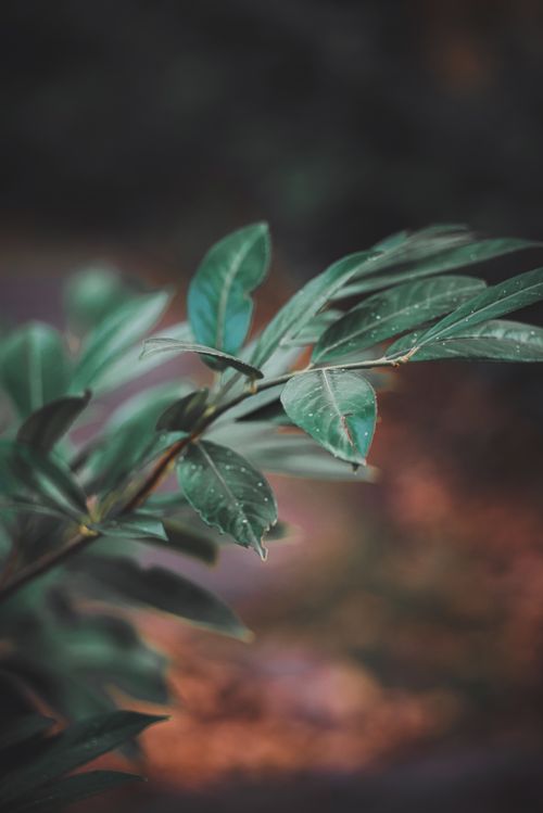 Free A detailed view of vibrant green leaves with dew drops, captured in Russia. Stock Photo