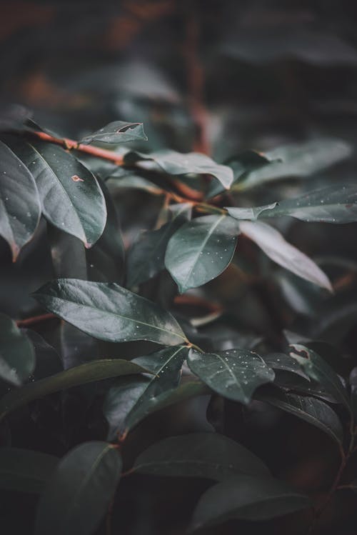 Green Leaves in Close-Up Photography