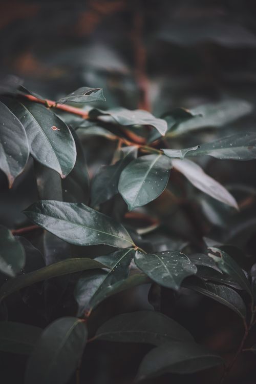 Free Detailed close-up view of green foliage covered in delicate dew drops, creating a serene and natural scene. Stock Photo