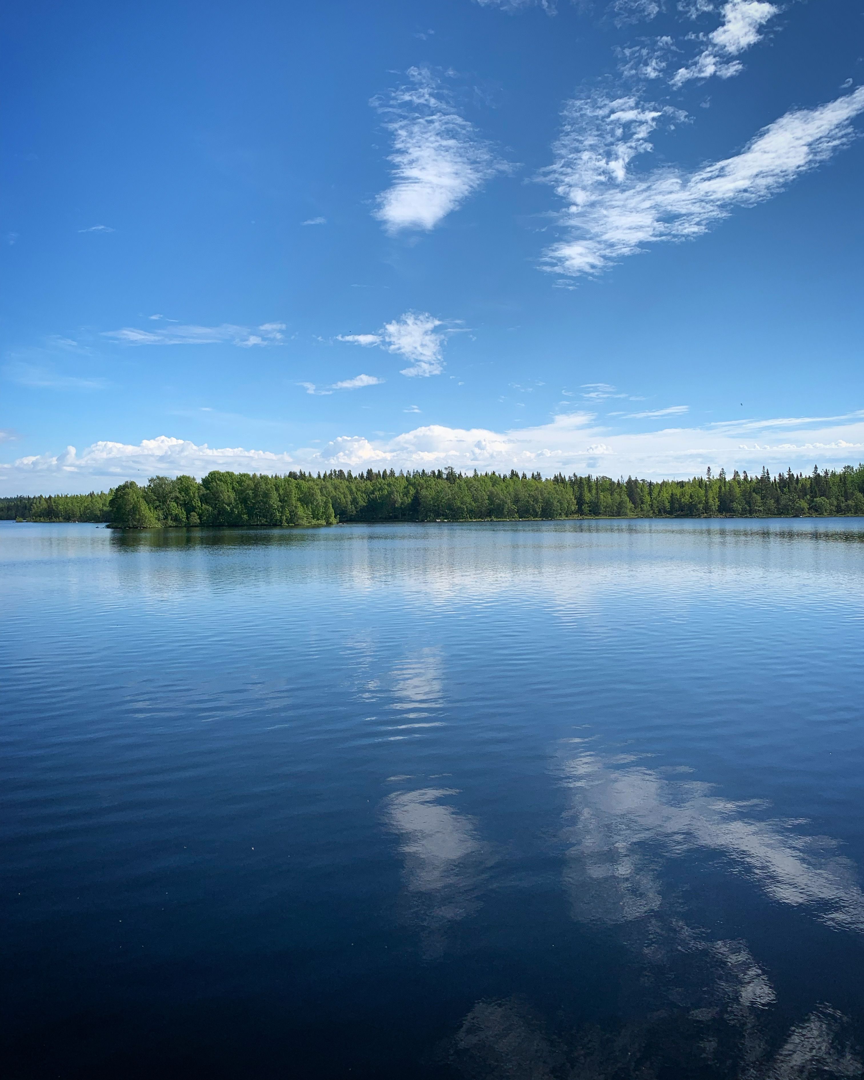 A Green Trees Beside Body of Water Under the Blue Sky · Free Stock Photo