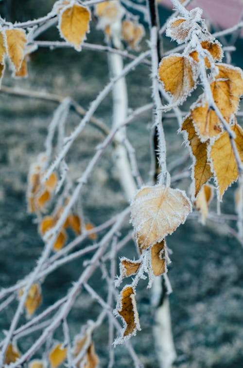 Photograph of Frozen Leaves