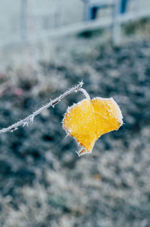 Free Close-up image of a frosty yellow leaf on a branch, highlighting winter beauty. Stock Photo