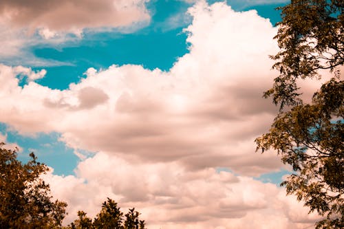 Grünes Laub Mit Weißen Wolken Darüber