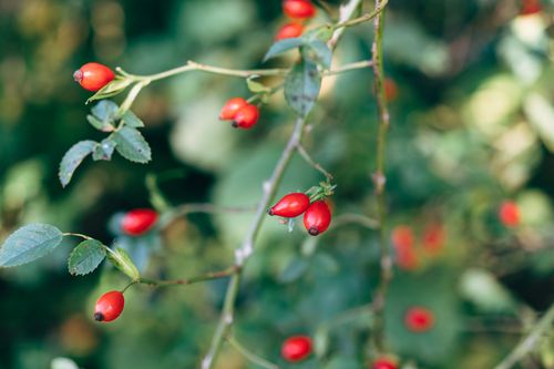 Free Close-up of red rose hips on a lush green shrub. Perfect for nature and botanical themes. Stock Photo