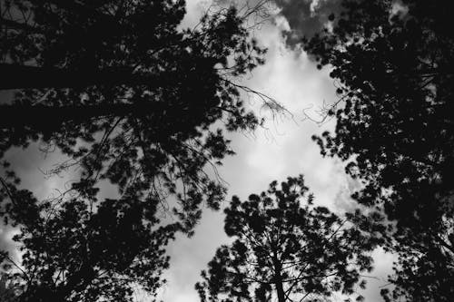 Foto d'estoc gratuïta de a l'aire lliure, arbre, bosc