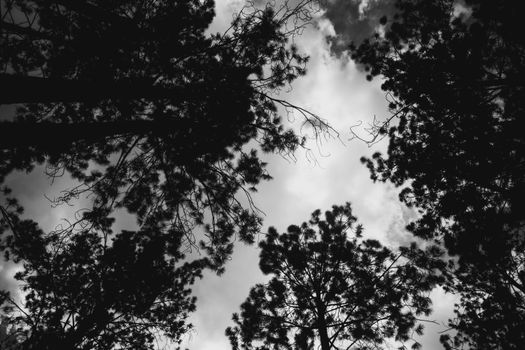 Captivating black and white silhouette of pine trees reaching toward a cloudy sky.