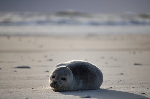 Free Cute Baby Seal on the Ground  Stock Photo
