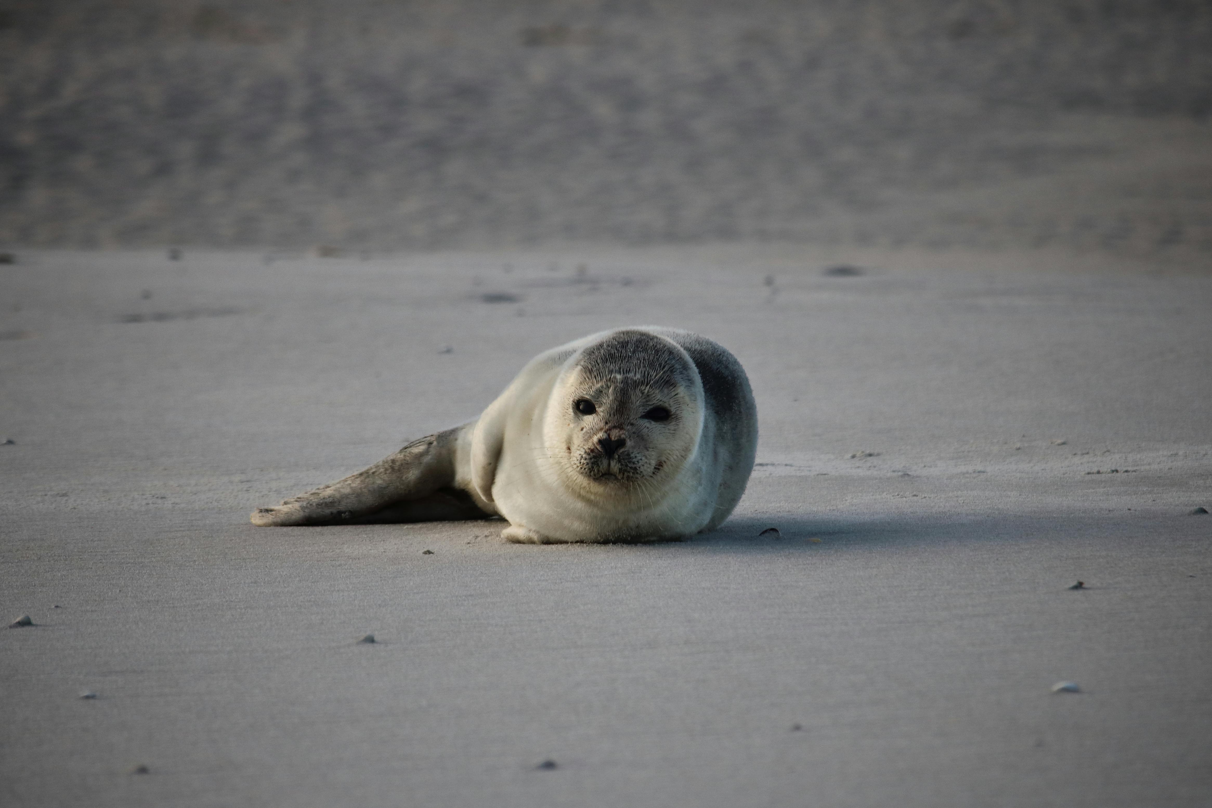 A harbor seal with gray fur lies on the sandy beach of the San Juan Islands. [Photo by Niklas Jeromin on Pexels]
