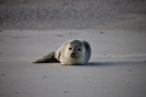 Free A Harbor Seal Lying on the Sand Stock Photo