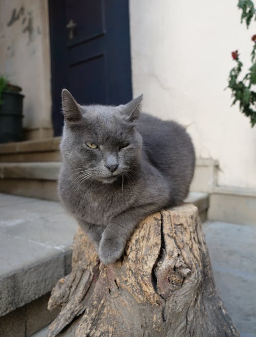 Free stock photo of animal, cat, grey Stock Photo