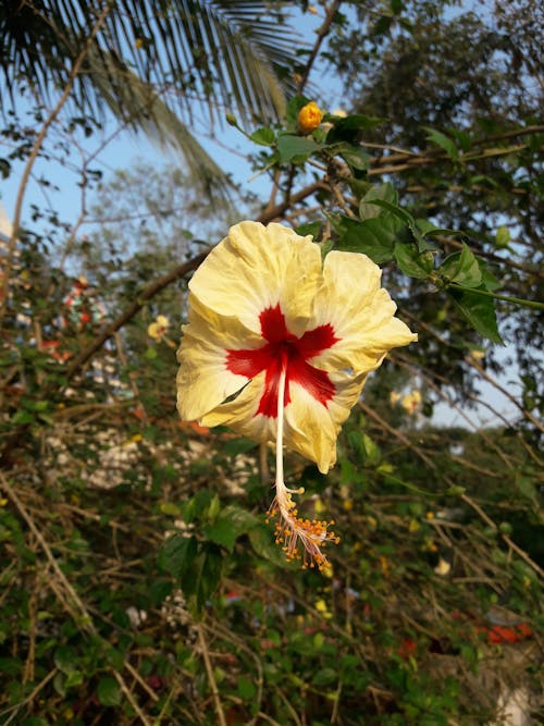 マンダリンの花の無料の写真素材