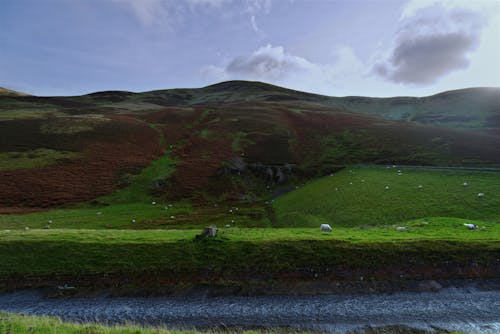 Hills Covered with Green Grass 