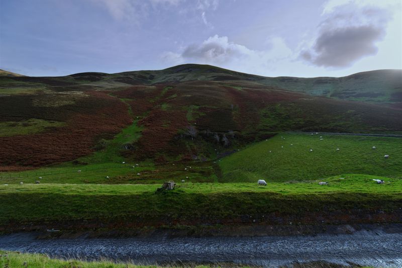 Idyllic landscape of green pastures and hills with sheep in Penicuik, Scotland.