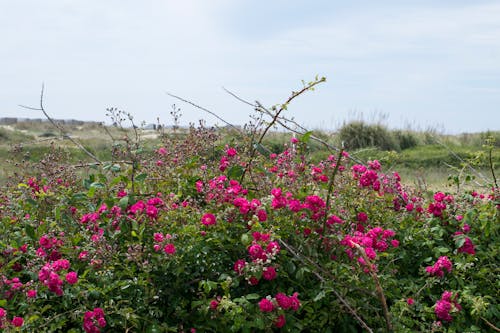 Ilmainen kuvapankkikuva tunnisteilla hiekkaranta, kukat, luonto