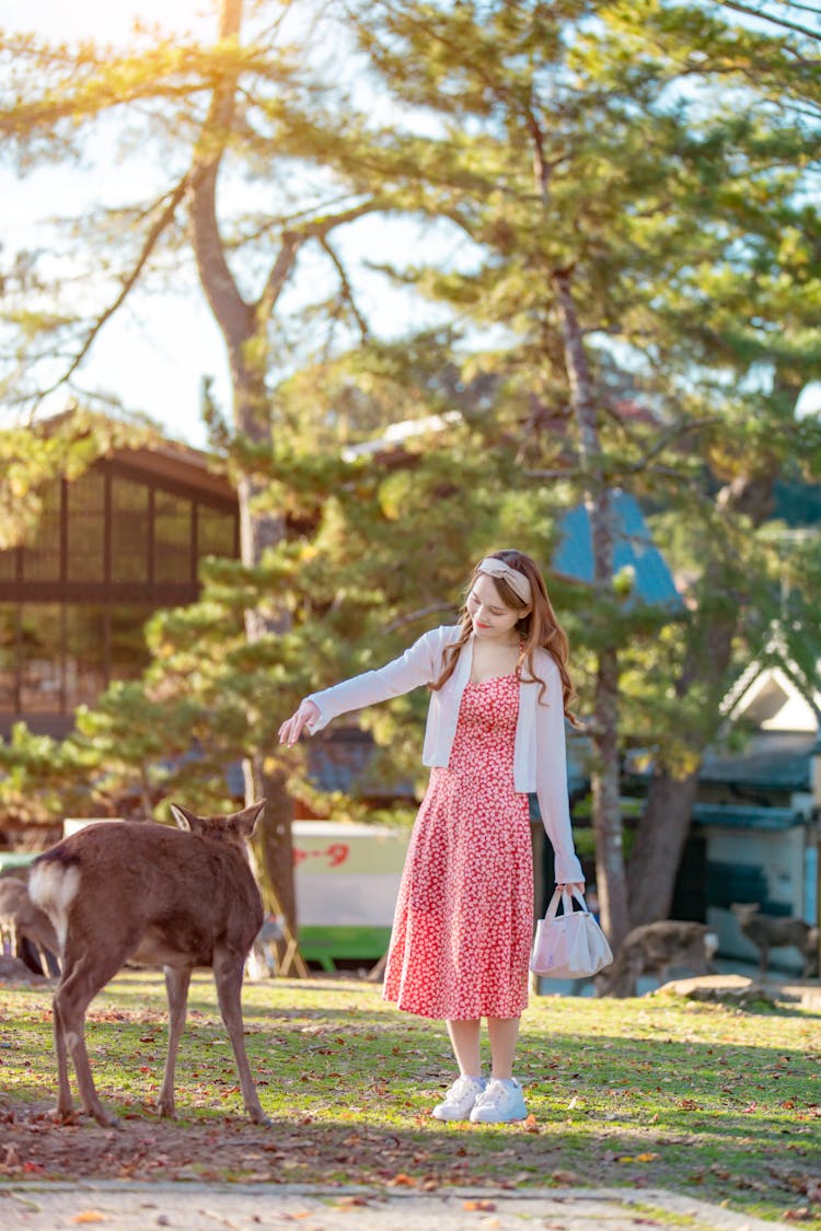 Woman In Red Floral Dress Standing Near The Deer 