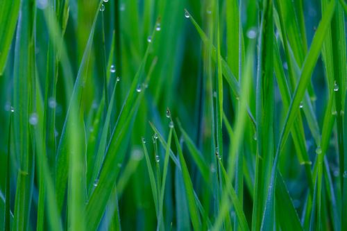 Free A serene close-up of glistening dewdrops on lush green grass blades. Stock Photo