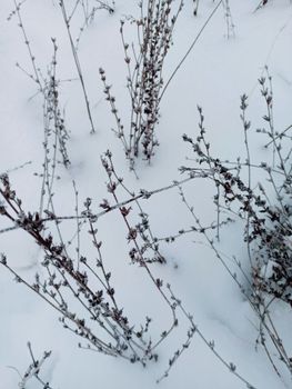 Dry shrubs and twigs in snow, capturing the serene winter landscape of Berdsk, Russia.