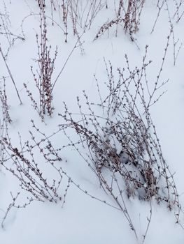 Dried lavender stems protrude through a snow-covered landscape, showcasing winter's beauty.