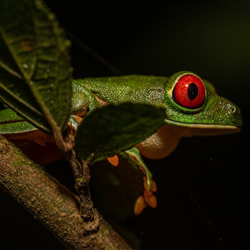 Close-Up Shot of Red-Eyed Tree Frog
