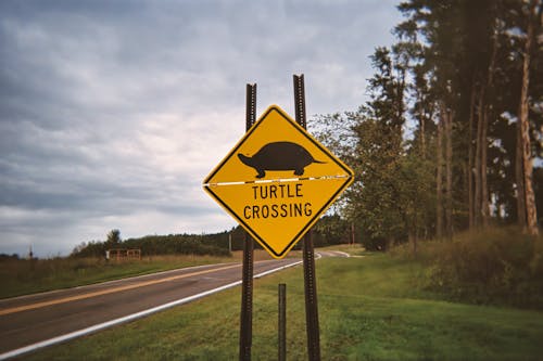 Warning Turtle Sign by the Road 