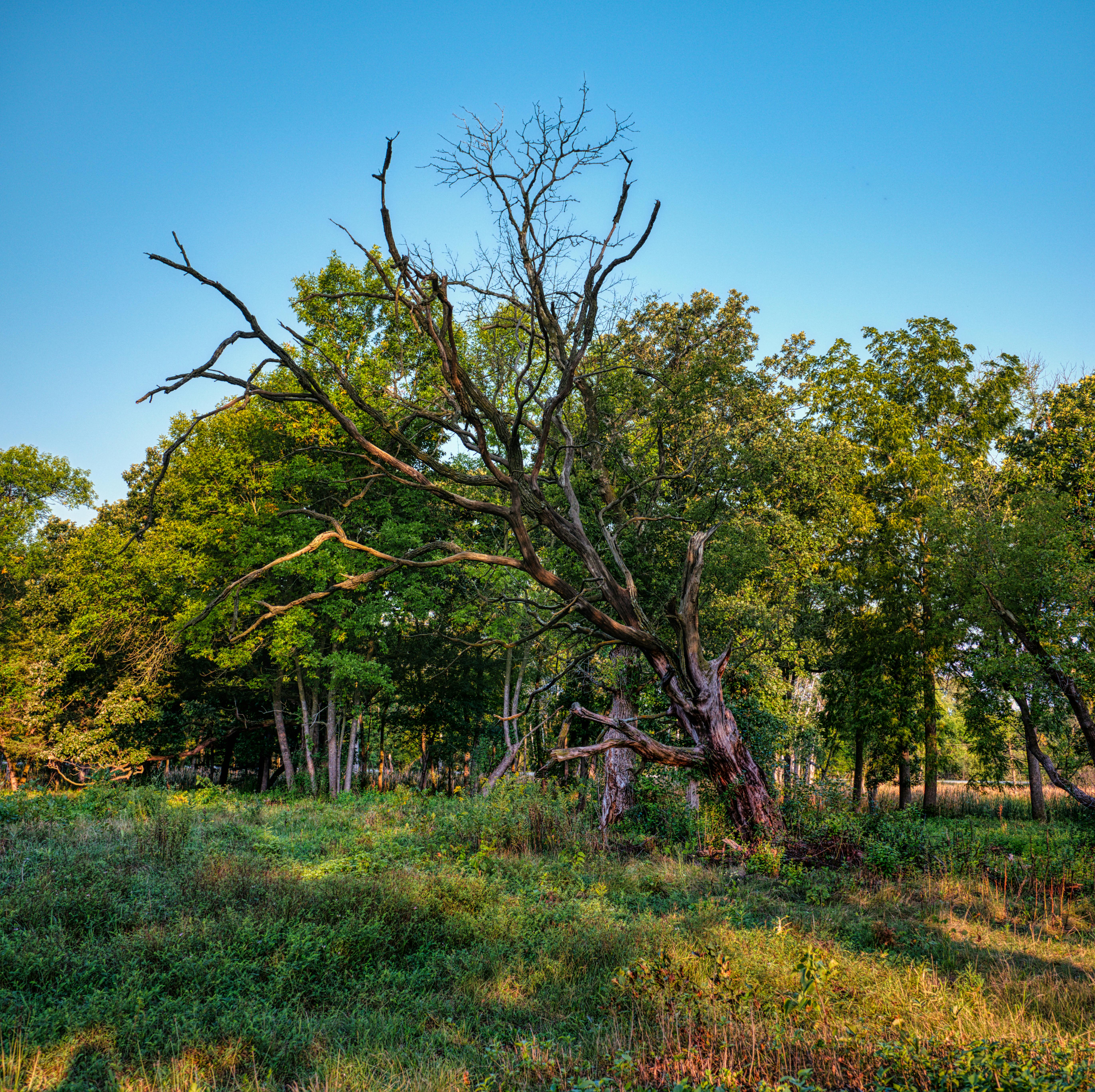 DuPage Forest Preserve executive director leaving for city manager job in Florida — Photo by Tom Fisk on Pexels