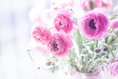 Photo of Pink Flowers
