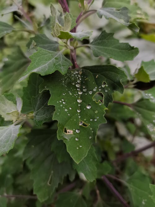 Gratis stockfoto met donkergroene bladeren, donkergroene planten, natuur