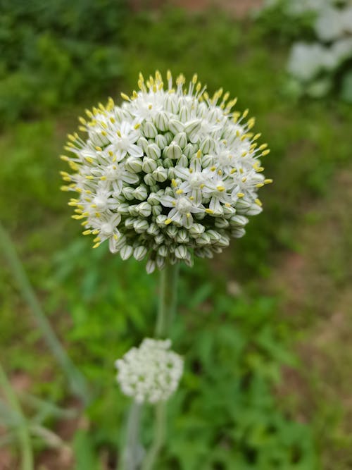 Kostenloses Stock Foto zu blütentragende pflanzen, kleine weiße blumen, kugelblume