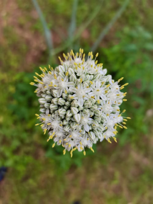 Gratis stockfoto met natuurfotografie, plant fotografie, ui bloei