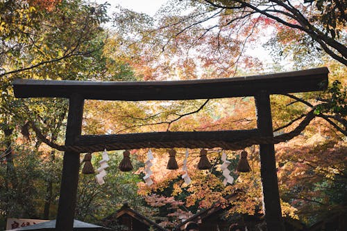 Gratis lagerfoto af efterår japan, efterår træer, efterårsblade Lagerfoto