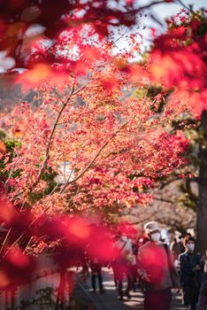Captivating view of autumn foliage in Kyoto, Japan. Red maple leaves frame a busy street scene.