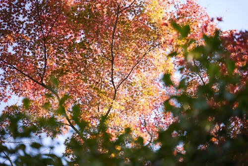 Darmowe zdjęcie z galerii z błękitne niebo, gałęzie, jesienne liście
